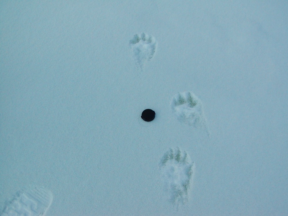 Wolverine tracks in the snow with a camera lens cover to give scale.