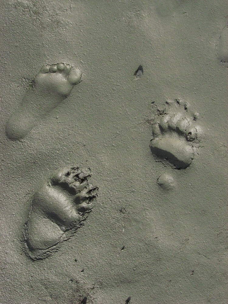 Very clear bear and human tracks in wet sand.