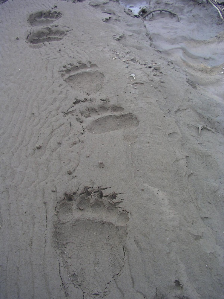 Large grizzly bear tracks clearly defined in the sand along a river.