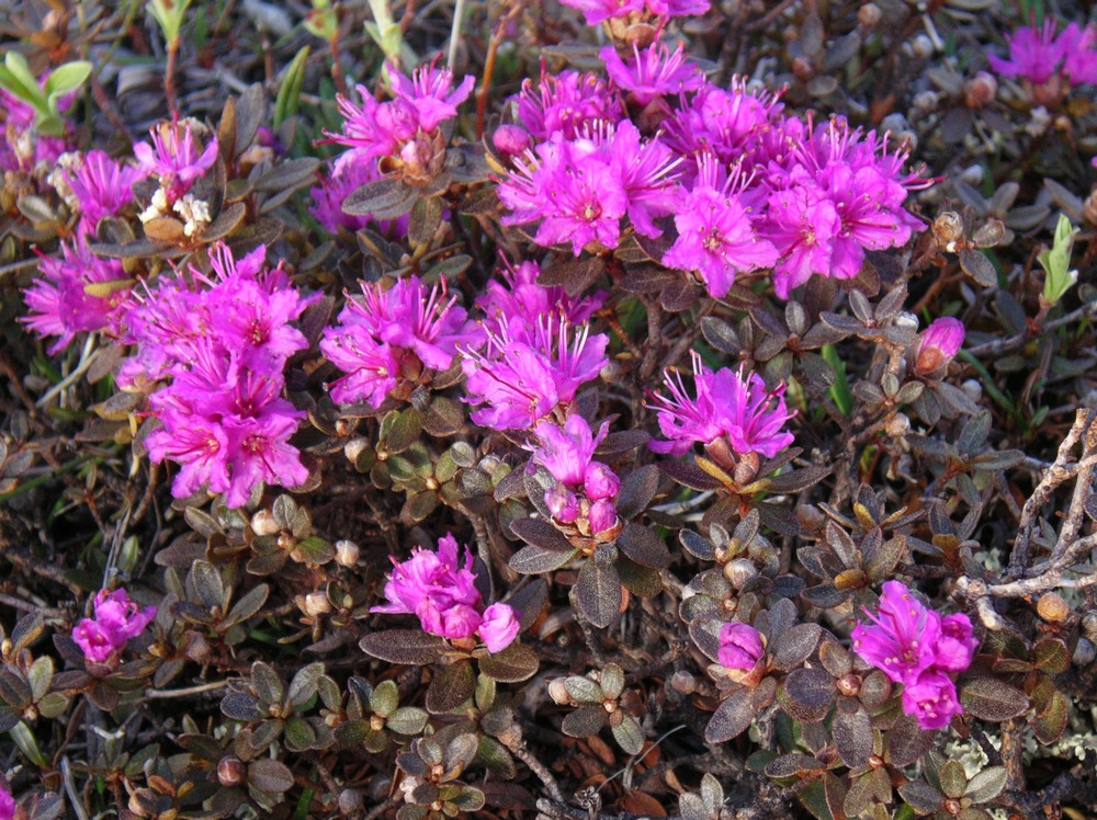 Wildflowers Gallery - Gates Of The Arctic National Park & Preserve (U.S.  National Park Service)