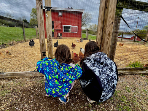 Two kids crouched down to look at chickens through a fence 