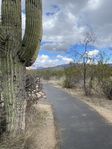 paved trail with saguaro and mountains in the distance