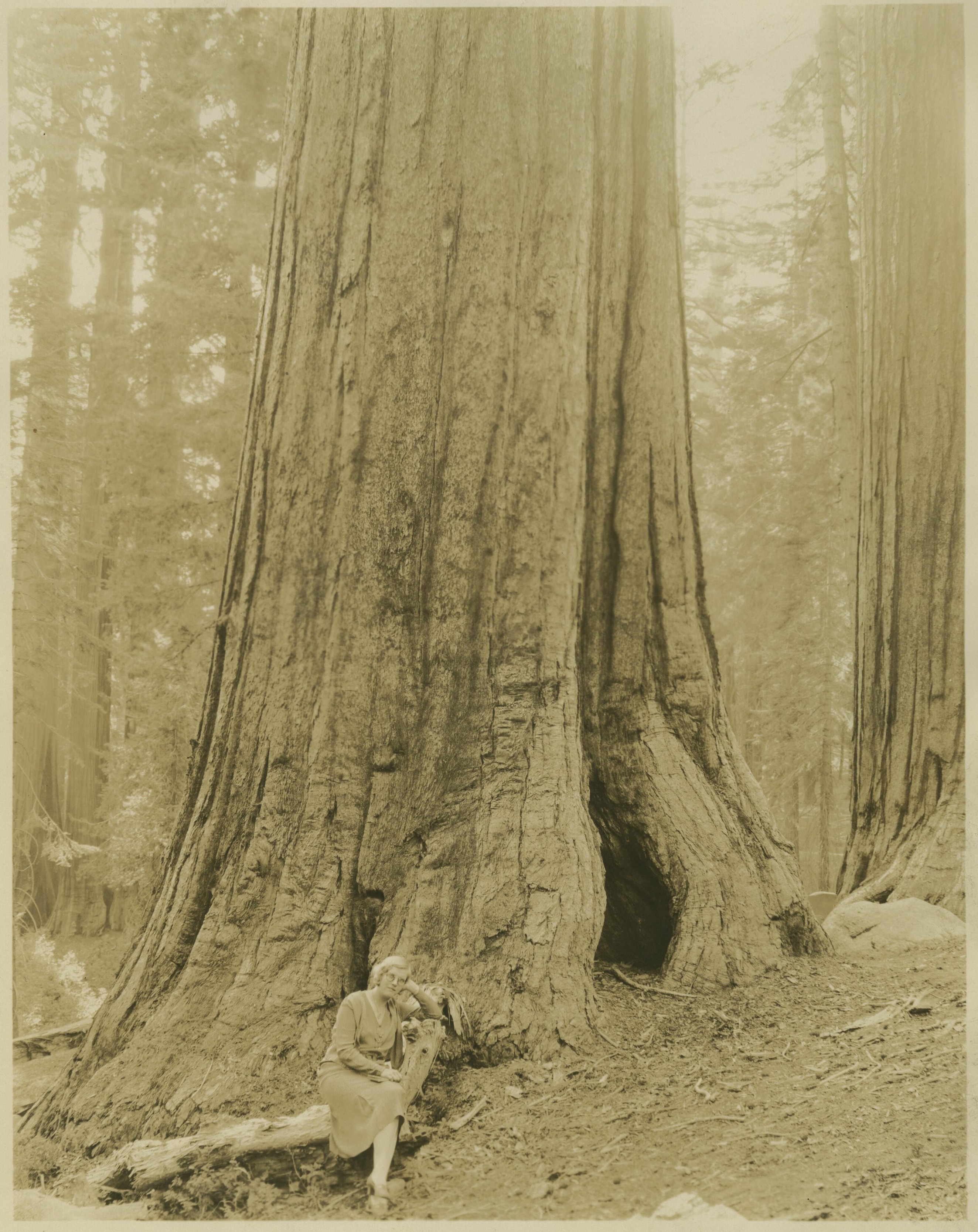 SEKI Roberts Collection Series: 3 Prints; 2 Medium; 13 Sequoias