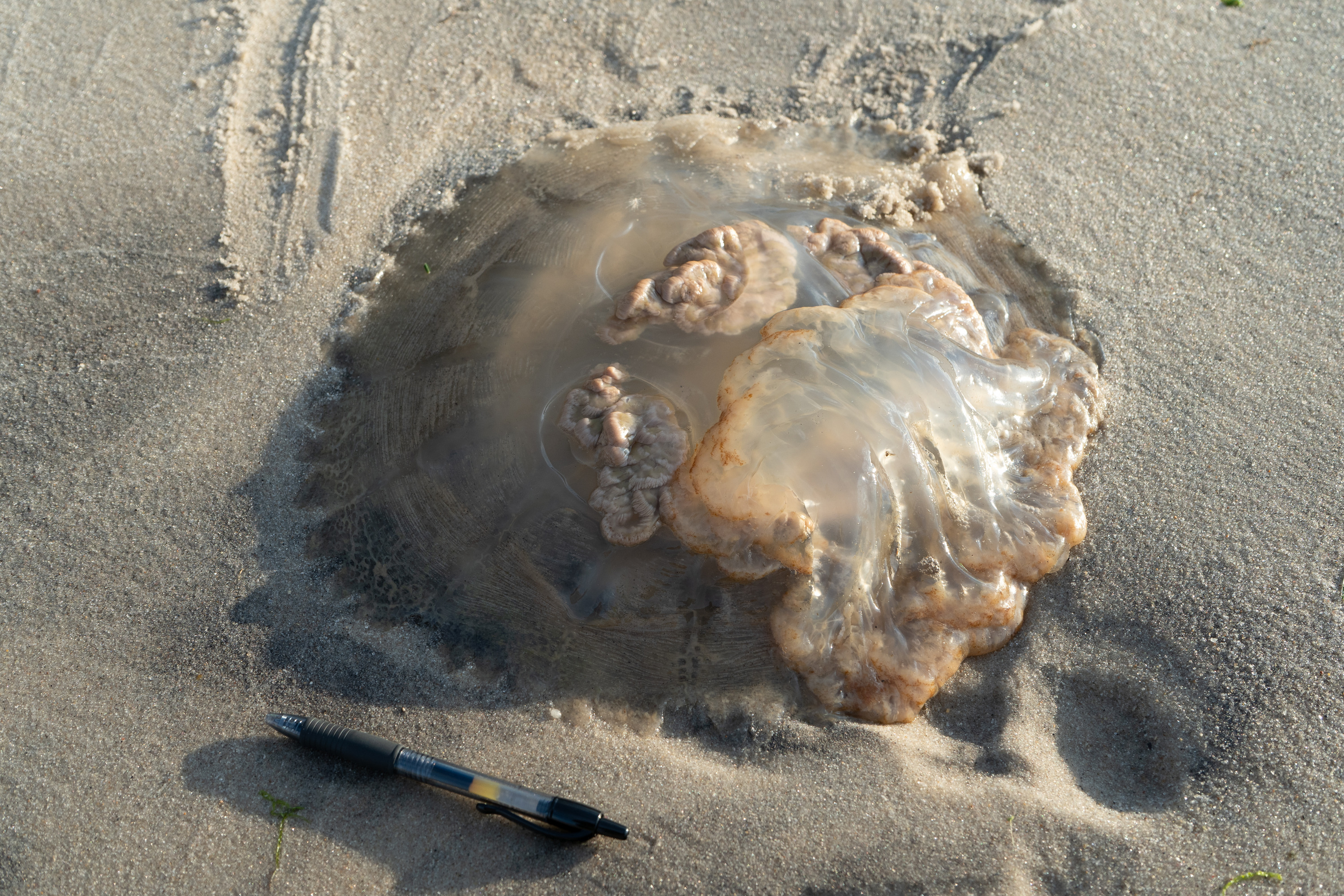 A translucent, round, gelatinous mass on wet sand with a pen in frame for size reference. 