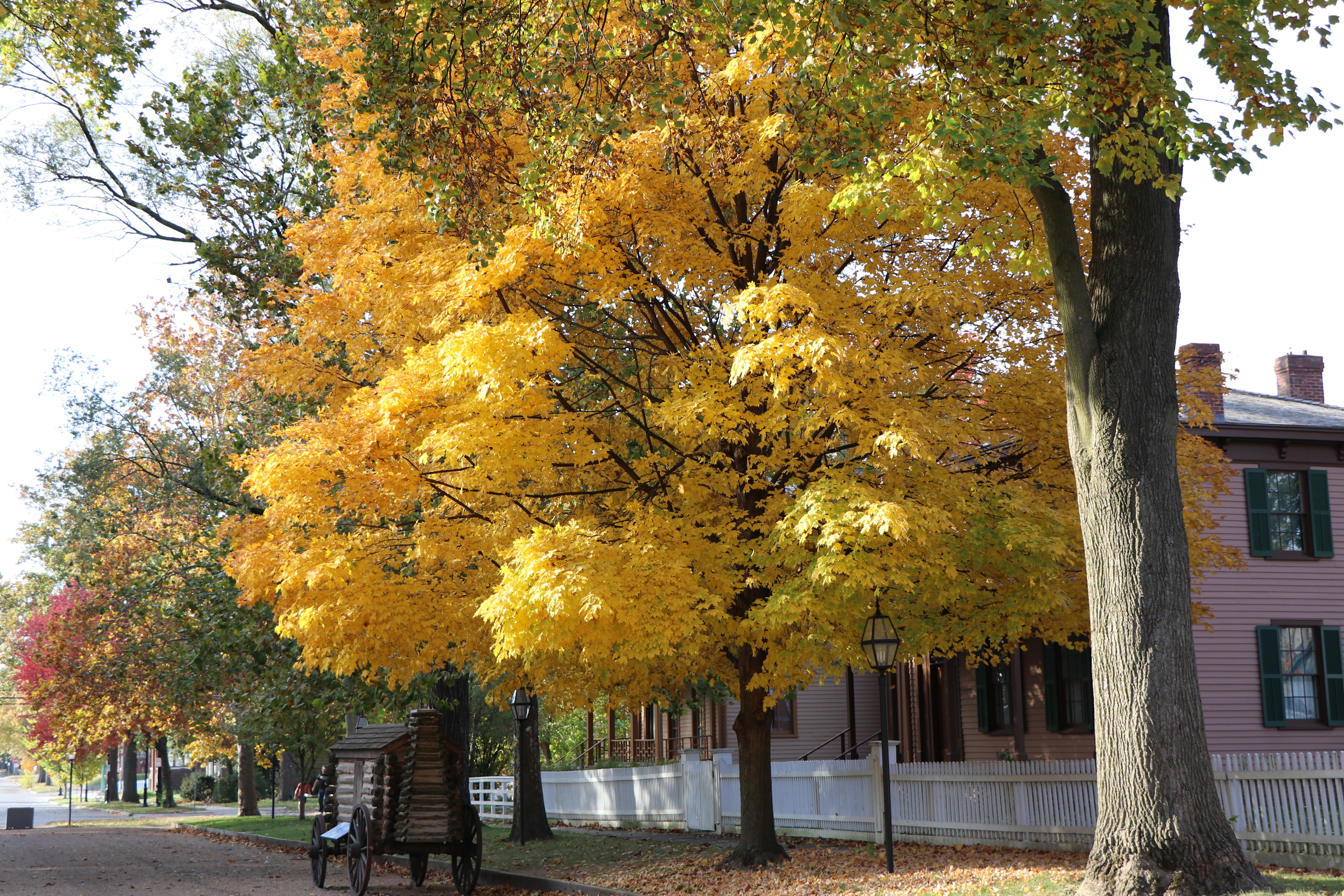A wooden replica log cabin parade float sits by a wooden curb on a tree-lined street.