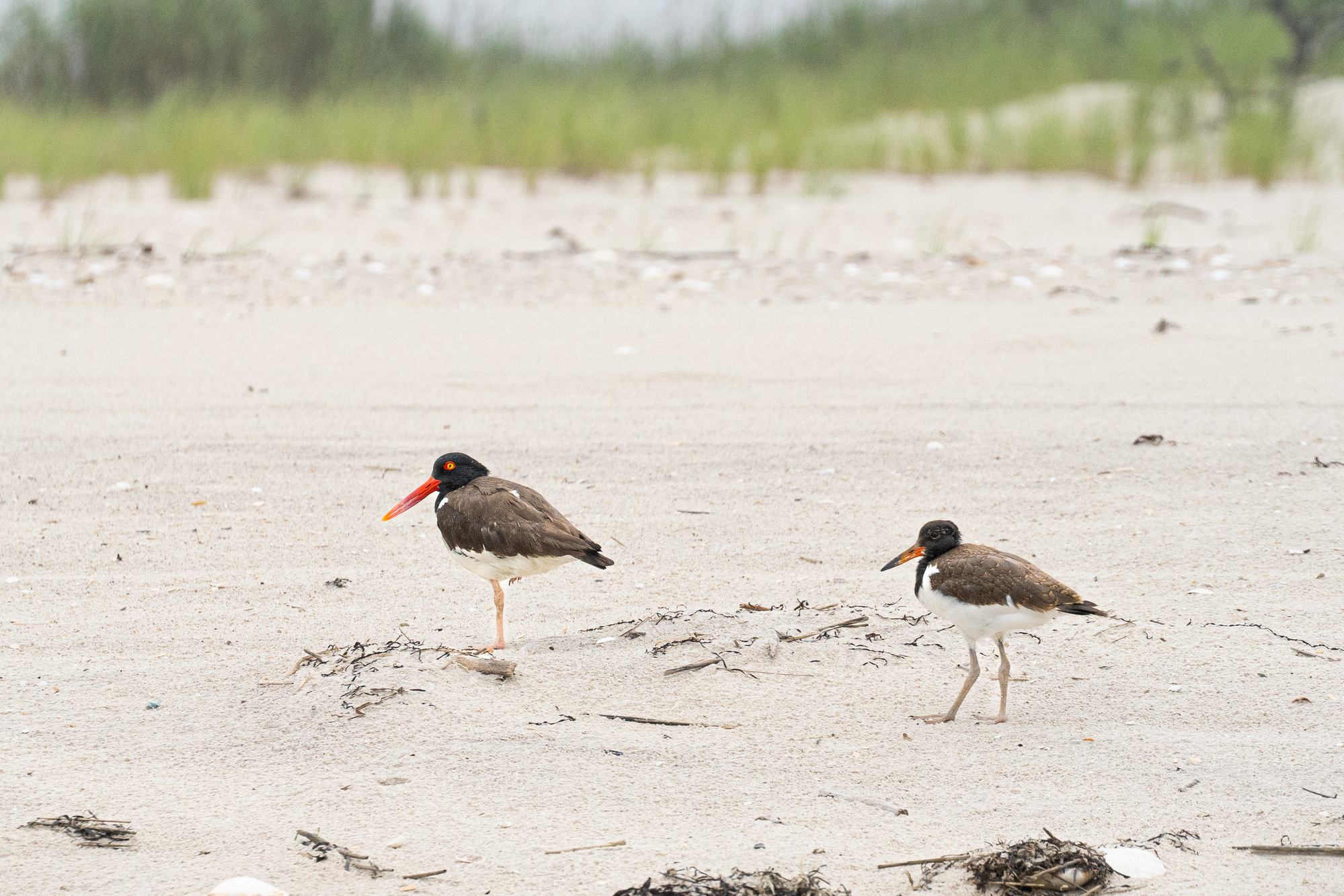 Two large shorebirds with brown and white body feathers and black heads with orange bills stand on a sandy beach with beach grass visible in the background. The juvenile bird is smaller than the adult with less distinct colors on its eye and bill.