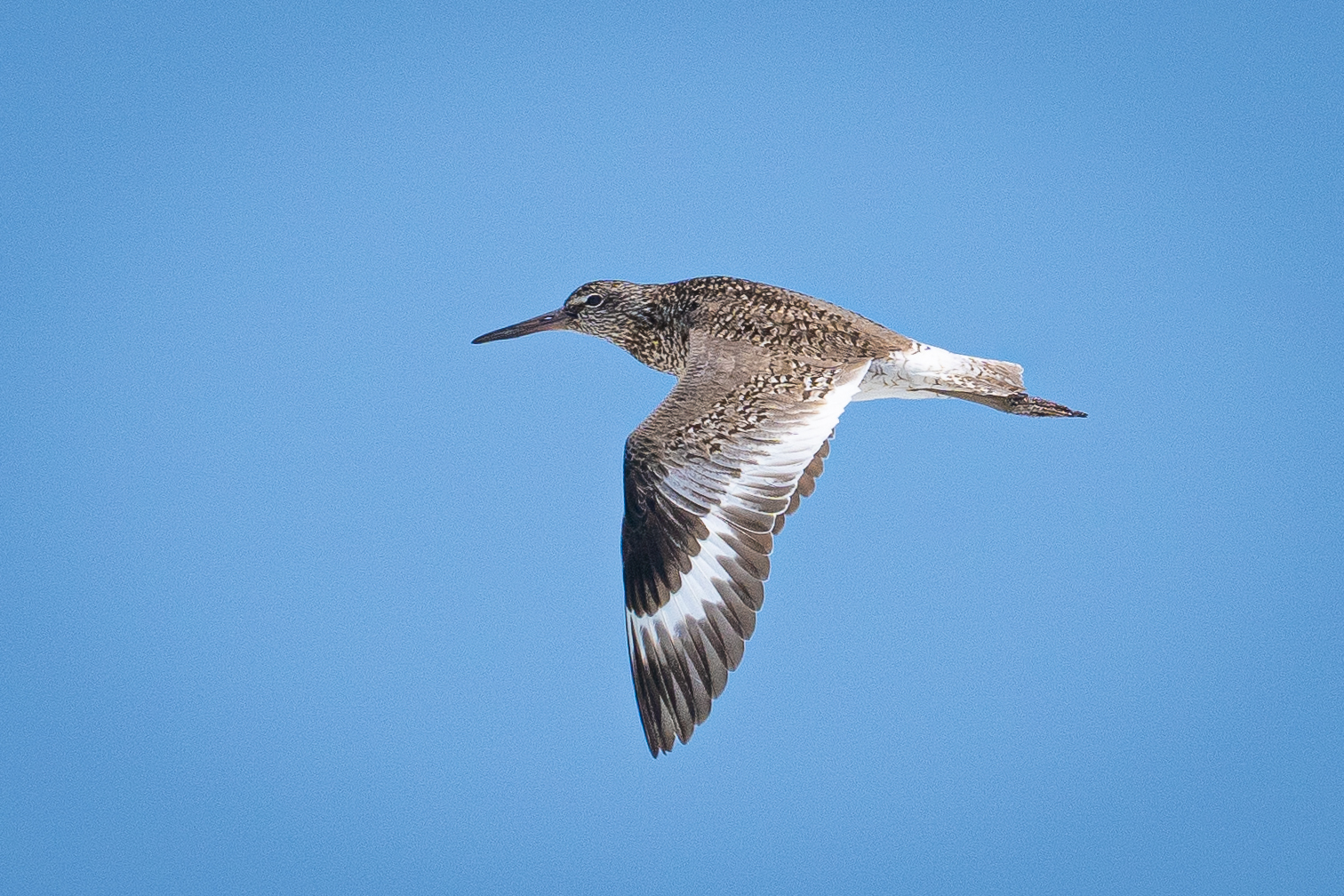 A medium-sized shorebird with mottled brown, gray, and white markings in flight with wings beating downward.