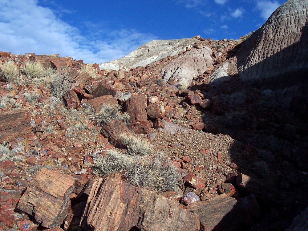 Jasper Forest Petrified Wood