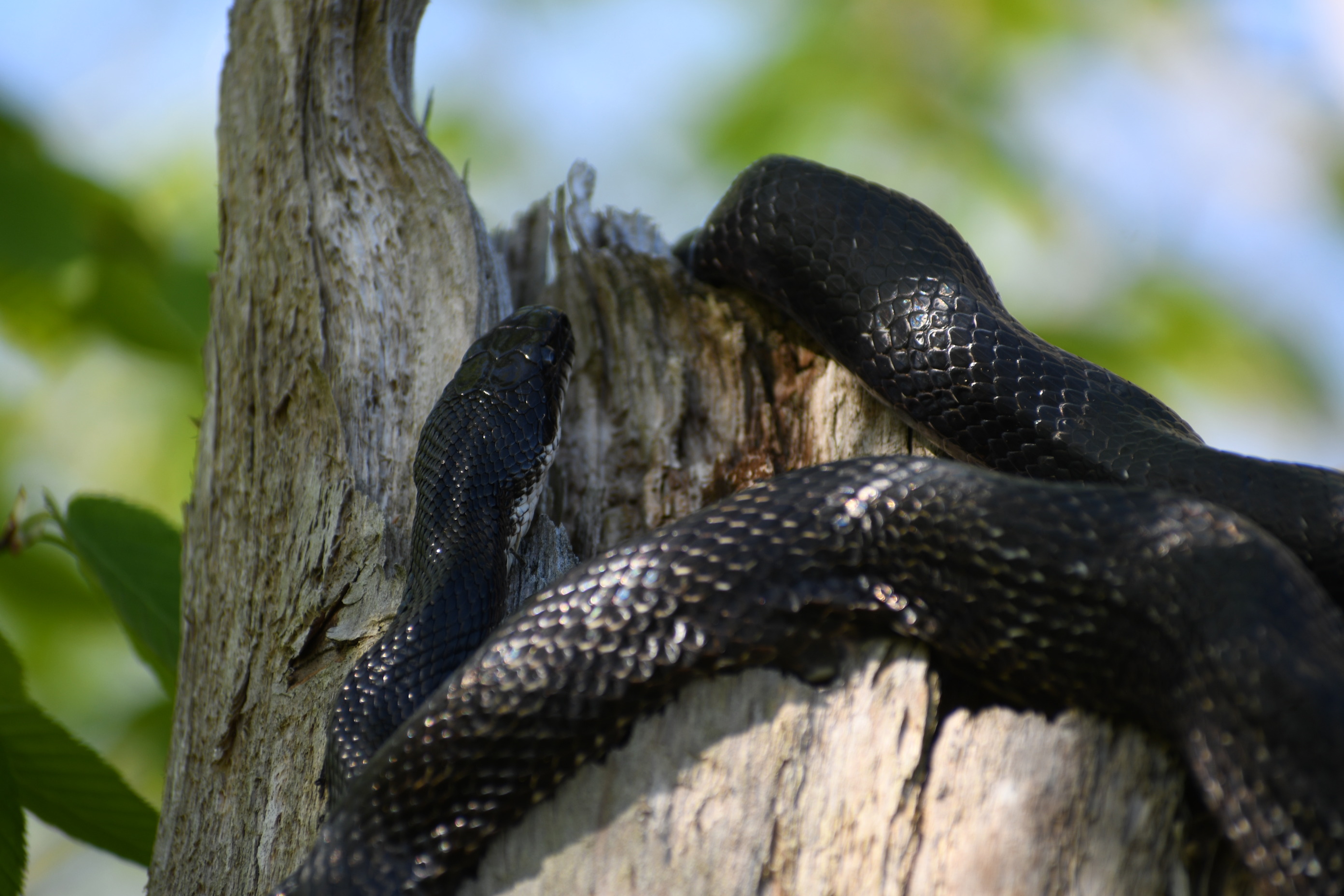 Snakes in Gettysburg National Military Park