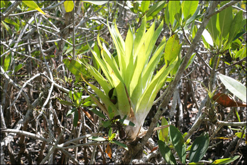 Photo Gallery of Bromeliads