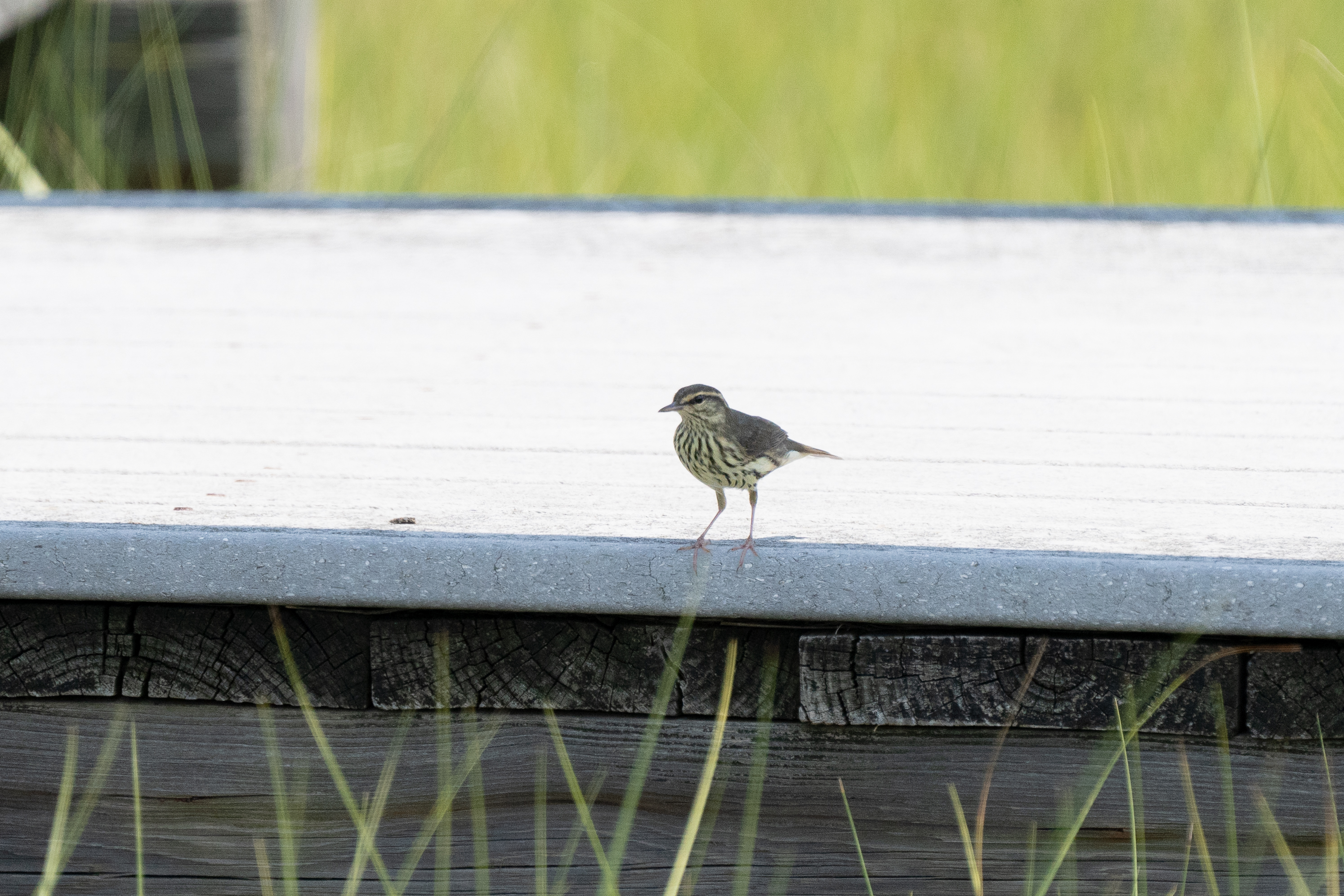 A small yellowish and brown bird with distinct brown stripes on its breast stands on a boardwalk.