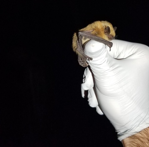 A California myotis bat with yellow-blonde fur on a researcher's gloved hand.