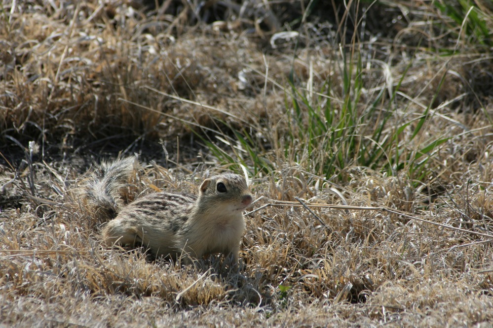 The brown and tan thirteen-lined ground squirrel