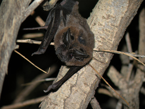 A dark brown big free-tailed bat with pointy black ears and smooshed face hangs upside down in a tree.