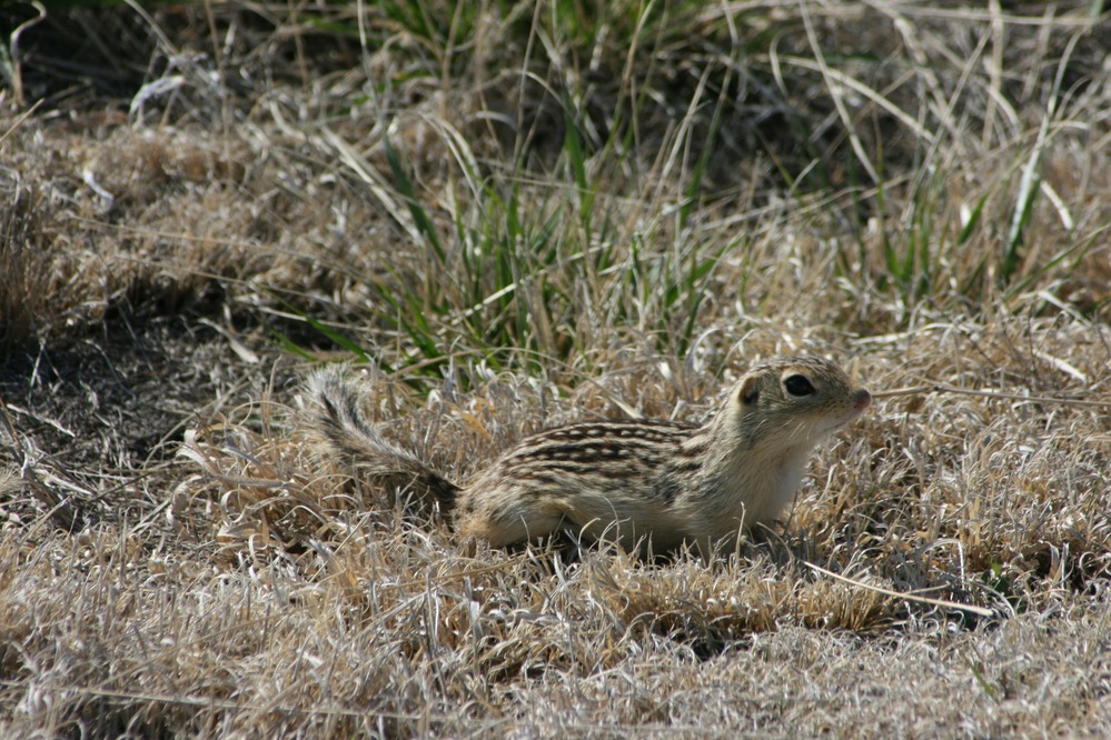 A side view of the thirteen-lined ground squirrel