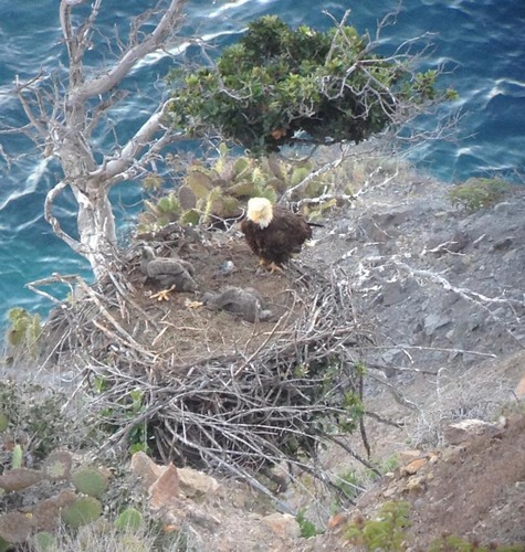 Bald eagle chicks with adult