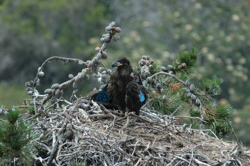 Banded bald eagle chick