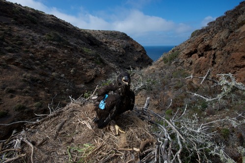 Banded bald eaglecchick