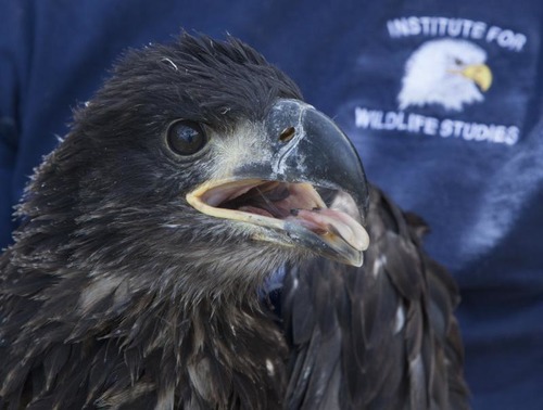 Bald eagle chick