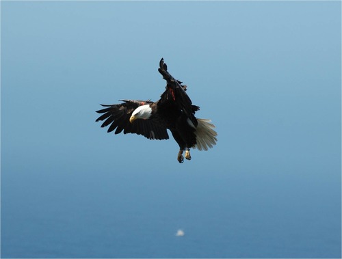 Bald eagle flying
