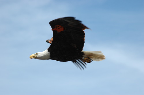 Bald eagle flying