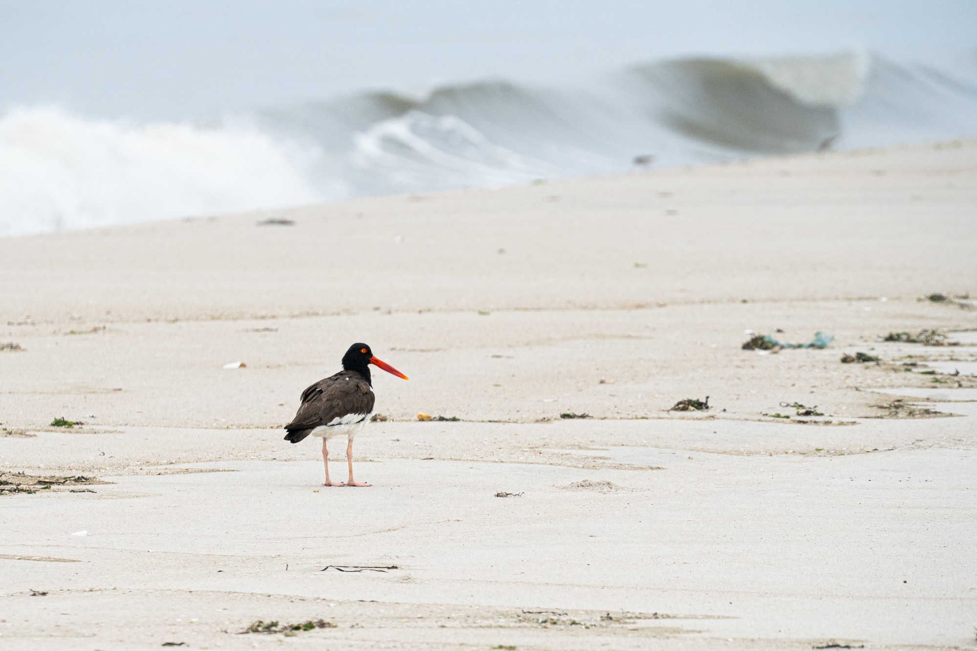A large shorebird with brown and white body feathers and a black head with red bill stands on a sandy beach as waves crash in the background.