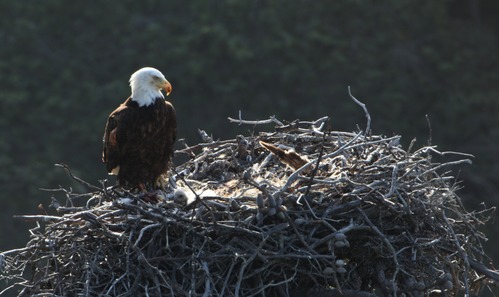Bald eagle adult with chick