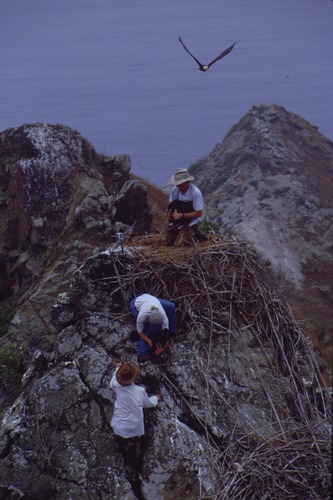 Bald eagle banding