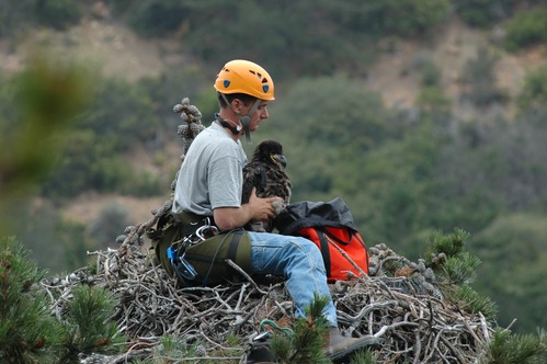 Bald eagle banding