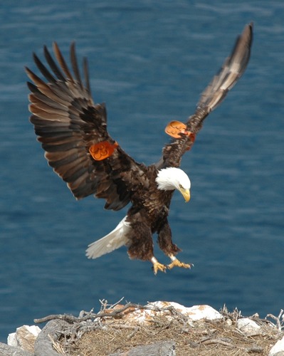 Adult bald eagle