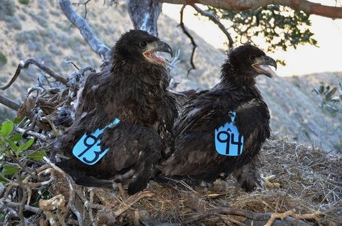 Bald eagle chicks