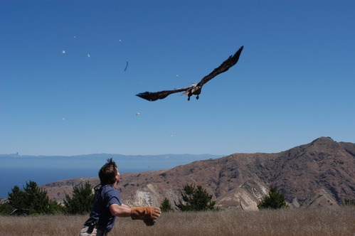 Releasing bald eagle in 2004