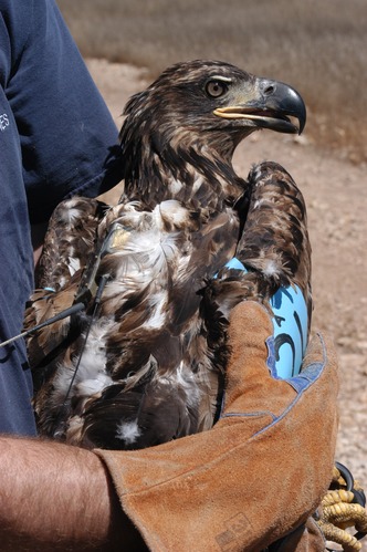 Tagged bald eagle juvenile