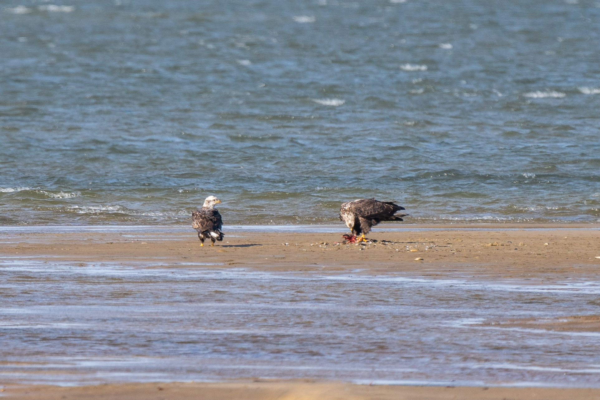 Two bald eagles stand over a bloody mass with feathers strewn about on a sand flat with water surrounding them.