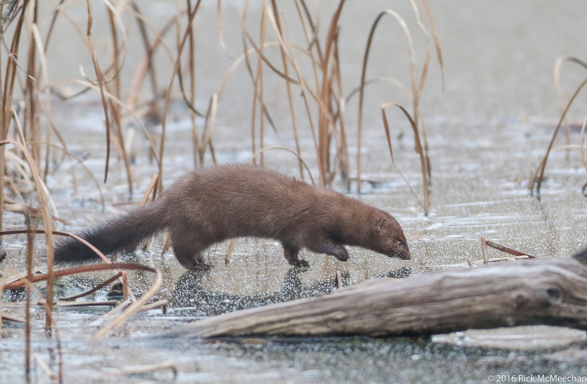 Otter or Mink?