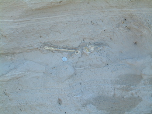 a long bone stuck in the side of a cliff.