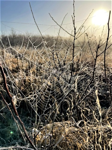 A spider web in grasses with a sunrise behind it.