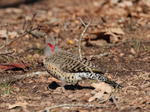As the northern flicker looks away from the camera it shows off the red "V" shaped mark on the back of its head. Its body is brown with black striped on the back and black dots on its underside. 