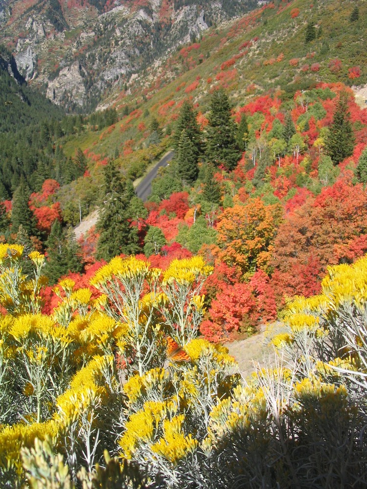 American Fork Canyon in Fall