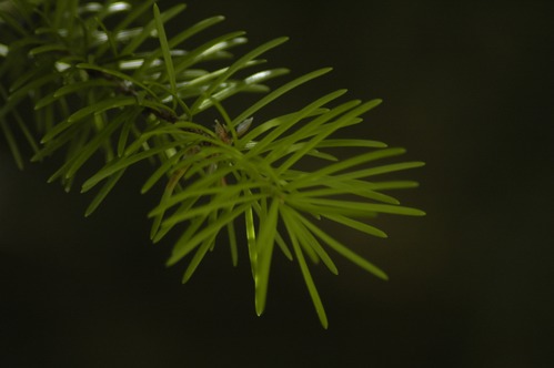 Douglas Fir needles on a black background.