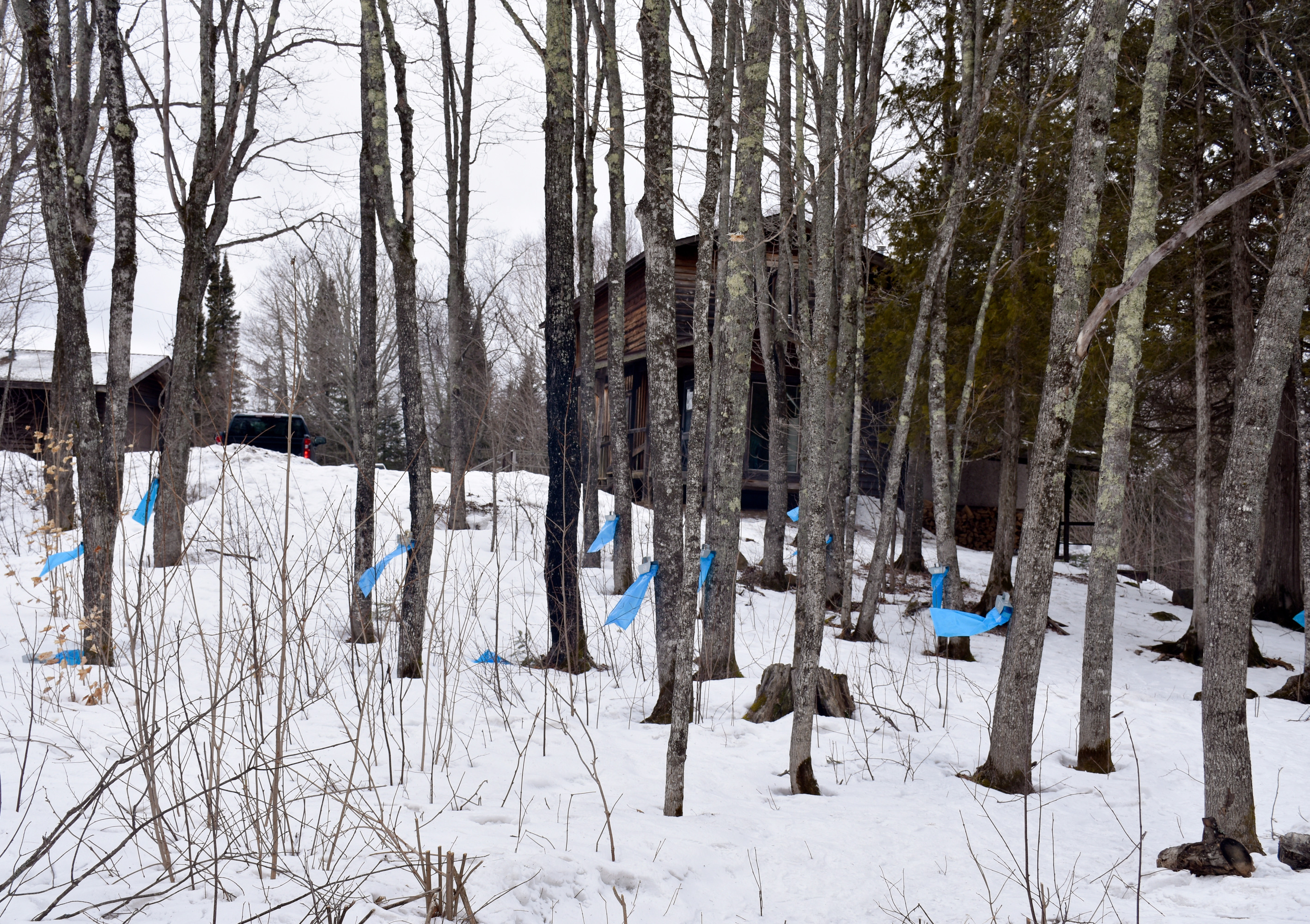 Nine blue plastic bags hang from trees with two on the ground. The bags hang at an angle, blown away from the trees by wind. Behind the trees are two buildings and the back of a black truck.