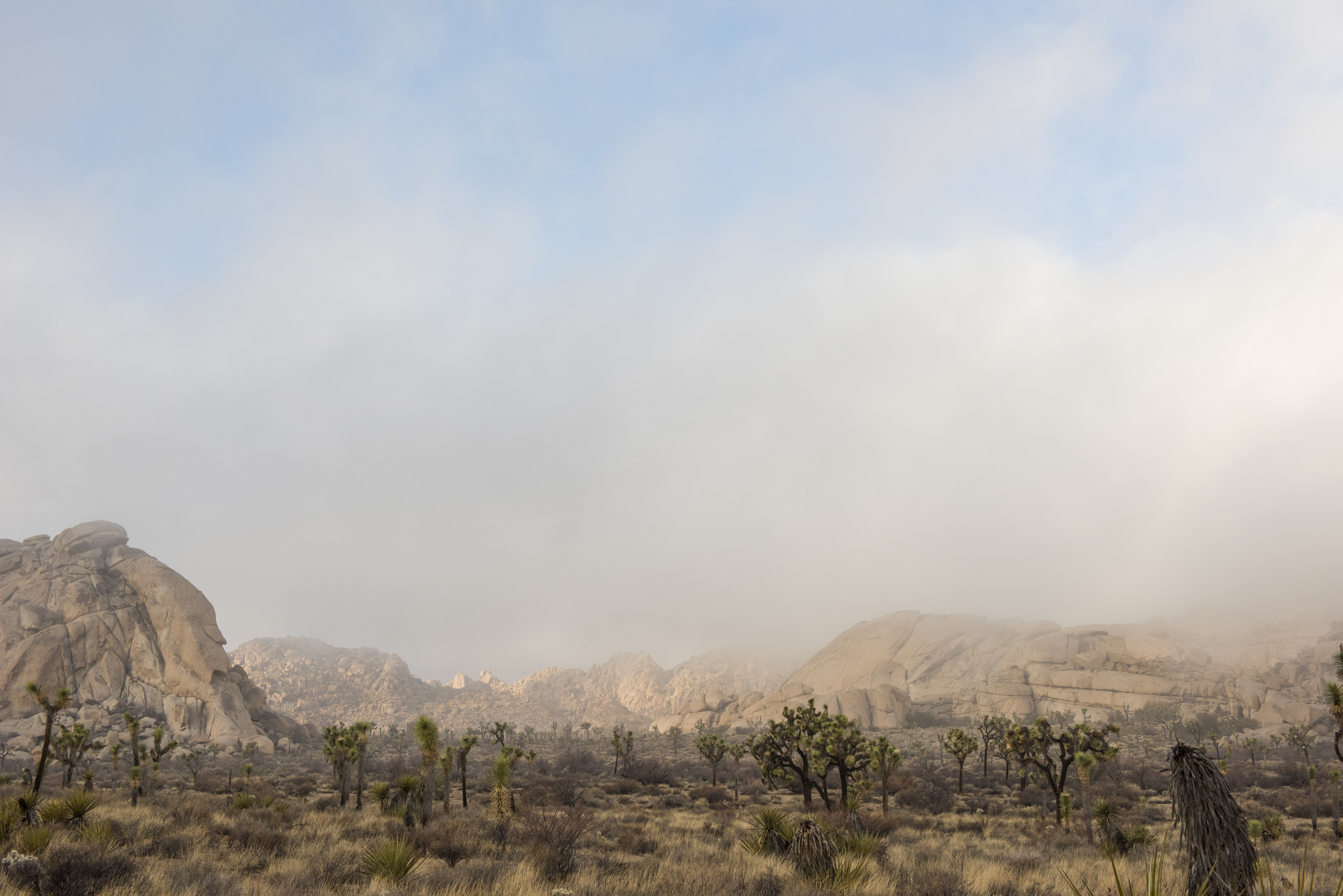 joshua tree landscape fog