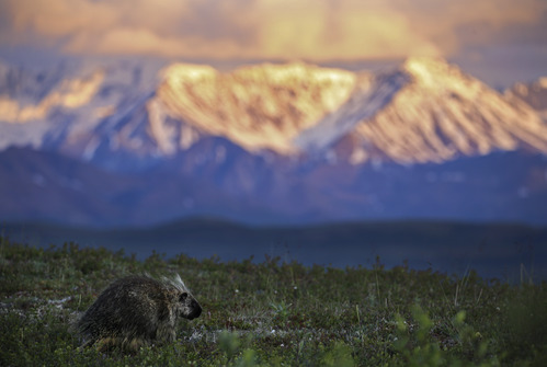 a porcupine in a field with mountains in the distance