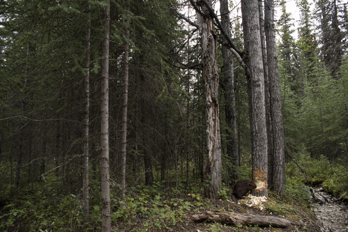 a beaver chewing on a tall tree
