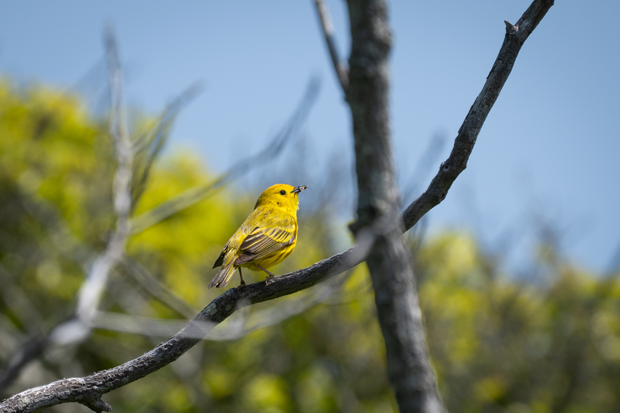 A small, bright, yellow bird perches on a bare branch with green vegetation in the background.