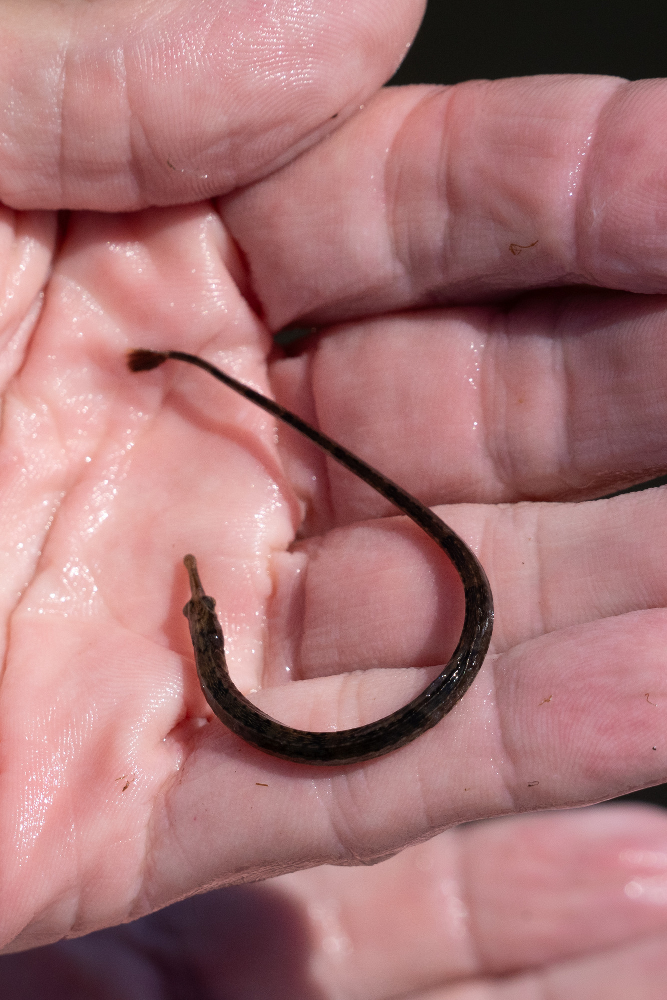 A long, slender, small brown fish with a long snout held in the palm of a hand.