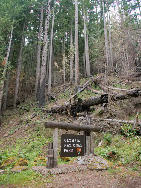 A hillside littered with fallen trees, others still standing, trunks blackened by fire. The standing trees are conifers with thick, furry green branches of needles, and there are ferns and other plants beginning to grow on the ground.