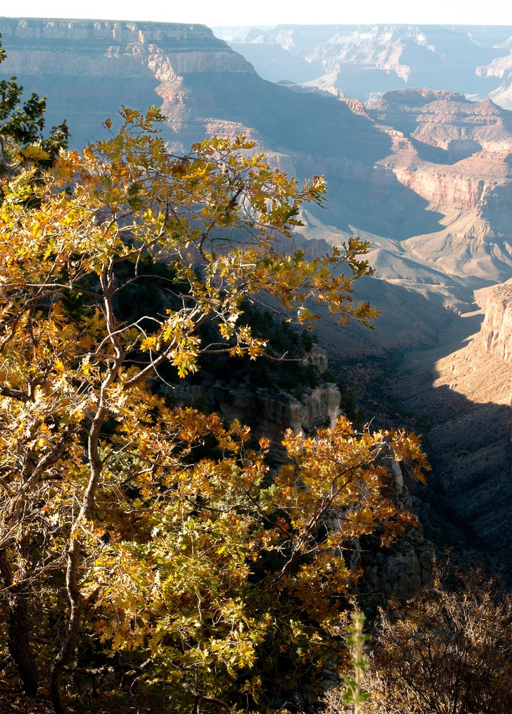 Grand Canyon National Park: Fall Oak at Grandview Point 3175