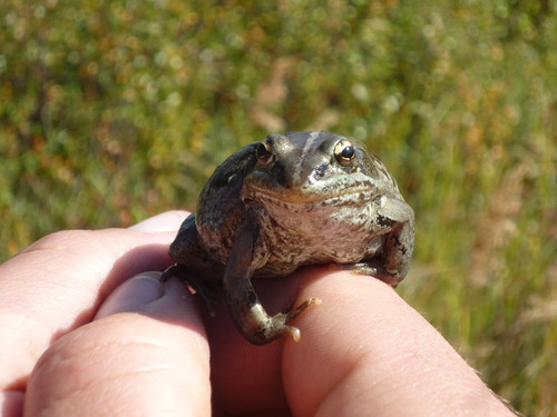 a small frog sitting on a person's hand, staring back at the camera