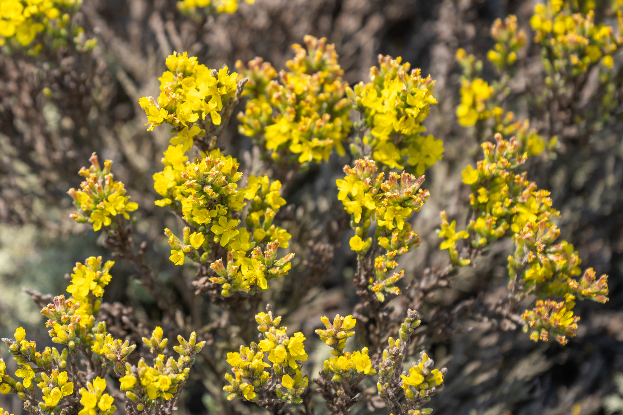 Small yellow flowers stand out against brown and green vegetation.